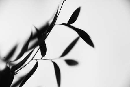 Shadow of a bamboo branch on a white wall. Black and white photo.の写真素材