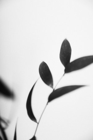 black and white photo of a plant on a white background with shadows