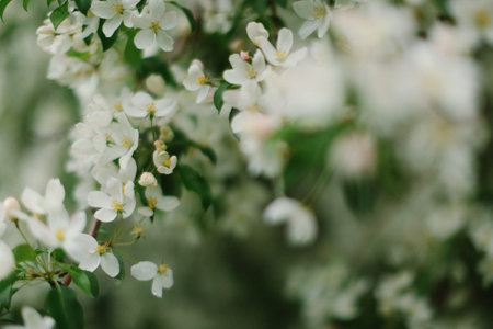 White flowers of apple trees in spring on a blurred green background.