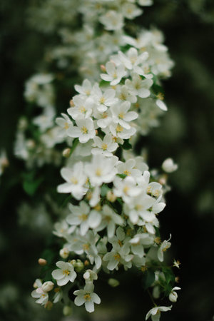 Beautiful white flowers on the branches of a blossoming tree
