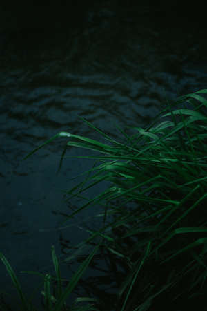 Green grass in a dark water. Close-up. Nature background.の写真素材