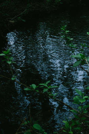 A vertical shot of green leaves in the water with a dark backgroundの写真素材