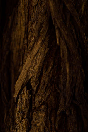 Close up of tree bark texture. Abstract background and texture for design.の写真素材