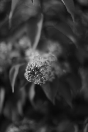 brushes of blooming lilac