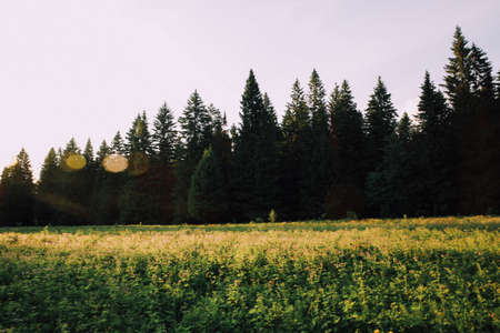 Meadow with wildflowers on a background of coniferous forestの写真素材