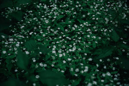 White flowers of buckwheat on a green background. Selective focus.の写真素材