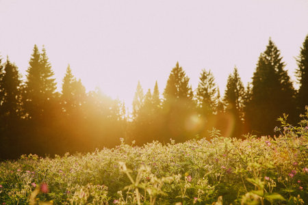 Meadow with wild flowers in the rays of the setting sun
