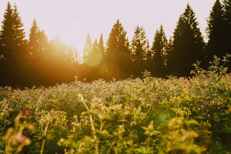 Beautiful meadow with wild flowers in the rays of the setting sunの写真素材