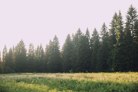 Beautiful green meadow with coniferous forest in the backgroundの写真素材