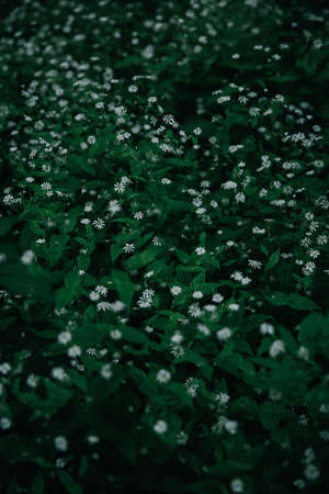 Field with white flowers. Blooming field with white flowers.の写真素材