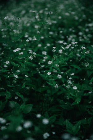 White flowers on a green background.の写真素材