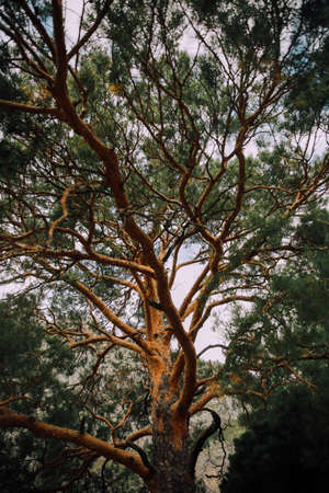 Pine tree in the forest. Pine tree branches in the forest.の写真素材