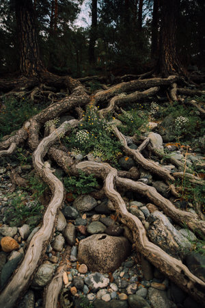A vertical shot of a tree in the middle of a forest surrounded by stones