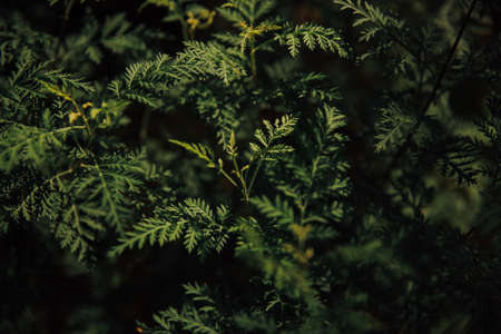 Green leaves background. Dark green leaves background. Green leaves texture.の写真素材