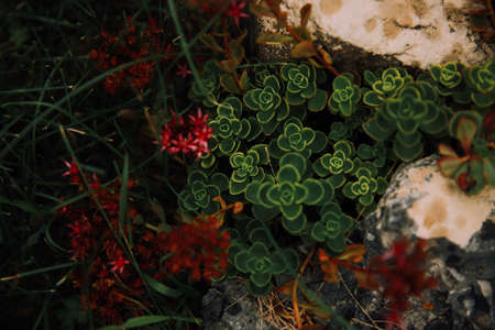 Close-up shot of succulent plant with red and yellow flowersの写真素材