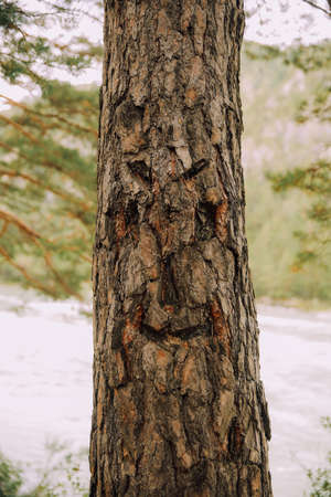 Pine tree trunk in the forest in winter. Pine tree bark texture.の写真素材
