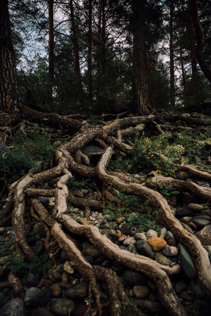 A vertical shot of a tree roots in the middle of a forestの写真素材