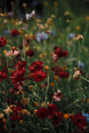 summer meadow with red flowers and blue and yellow cornflowersの写真素材