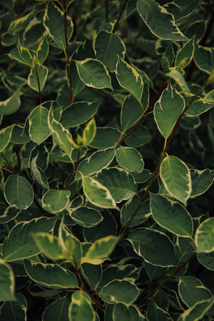 Close-up of green leaves in the garden. Nature background.