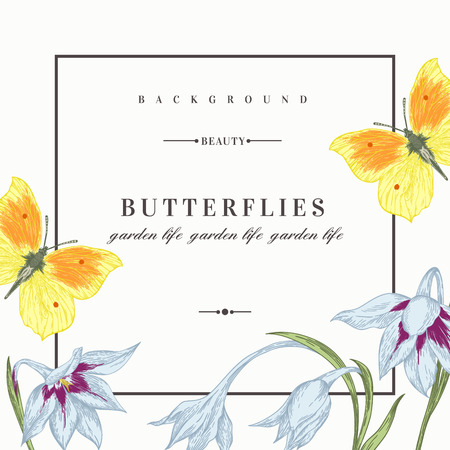 Summer background with flowers and butterflies. Vector illustration.  Acidanthera flowers.のイラスト素材