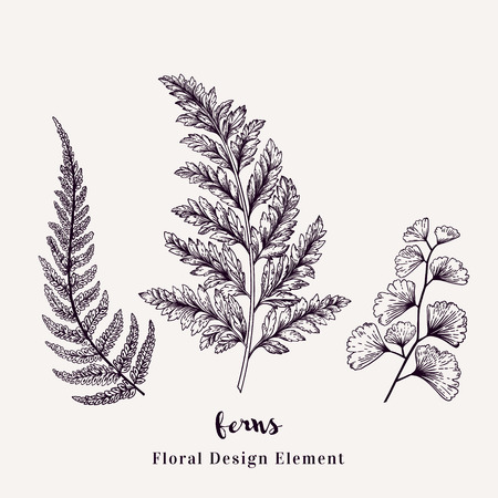 Set with ferns. Plants with leaves isolated on white background.のイラスト素材