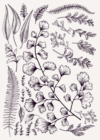 Leaf set. Vintage floral background. Vector design elements. Isolated. Botanical illustration. Black and white.のイラスト素材