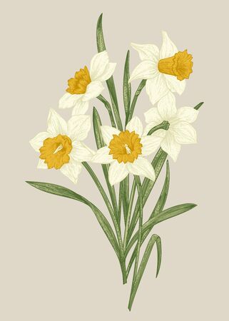 Spring flowers daffodils. Blooming bouquet isolated on a beige background. Botanical illustration.のイラスト素材