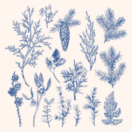 Vintage botanical set with winter plants and berries. vector illustration. blue.のイラスト素材