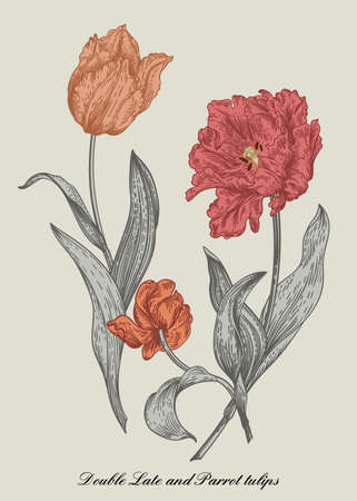 Three tulips. Bouquet of flowers. vintage style. vector botanical illustration.のイラスト素材