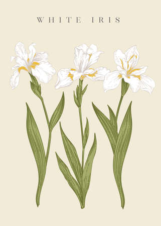 Three white irises. vector botanical illustration.のイラスト素材