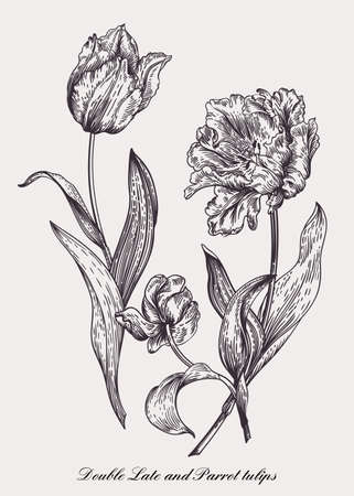 Vector drawing of three tulips. vintage style. black and white.のイラスト素材
