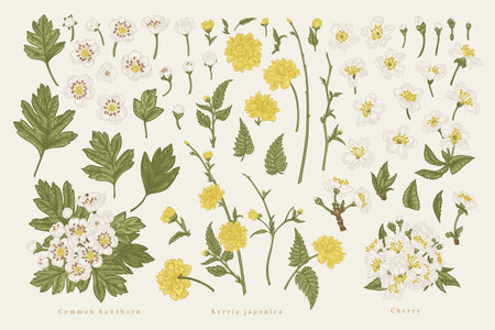 Set with plant elements of cherry, kerria, hawthorn. Spring blossoming tree branches. vector botanical illustration. colorful.のイラスト素材