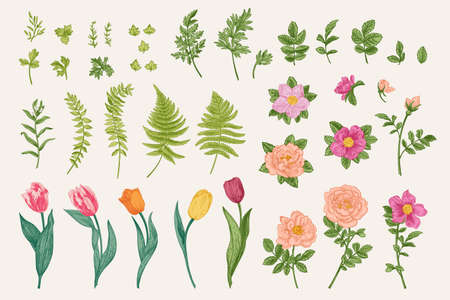 Set with spring flowers and leaves. Vector botanical illustration. Rose, wild rose, tulip, fern, wormwood. colorful.のイラスト素材