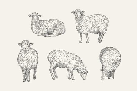 Set with domestic sheep. vector drawing. vintage illustration.のイラスト素材