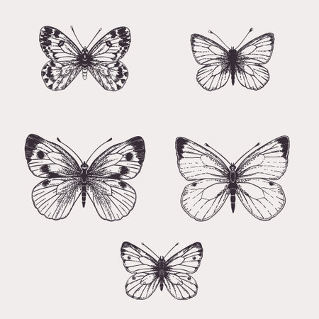 Set with white butterflies. Winged insects on a white background. vector drawing. black and white.のイラスト素材