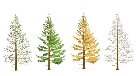 Larch in four seasons. Maple in winter, spring, summer, autumn. The tree changes its appearance with the change of season. In the fall, larch needles fall.のイラスト素材