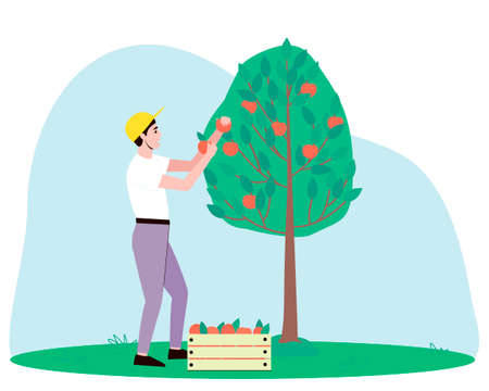 A male gardener harvests an apple tree. Juicy red apples hang from the branches of a tree and lie collected in a box. Flat vector illustration.のイラスト素材