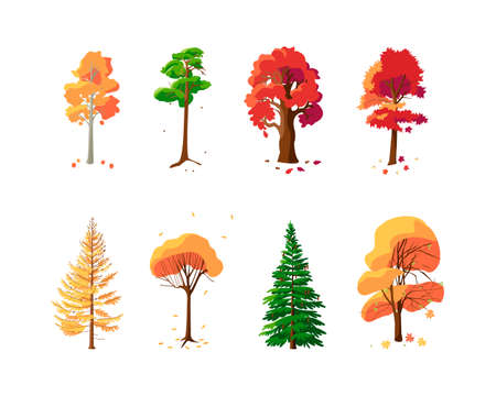 Colorful collection of autumn trees on white background. Set of isolated trees pine, spruce, oak, maple, larch, aspen, willow, chestnut. Flat vector illustration.のイラスト素材