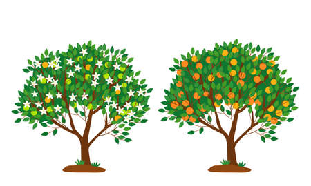Tangerine tree in bloom and with ripe fruits isolated on white. The tree is strewn with white flowers. Bright orange fruits on the branches of a tree. Flat vector illustration.のイラスト素材