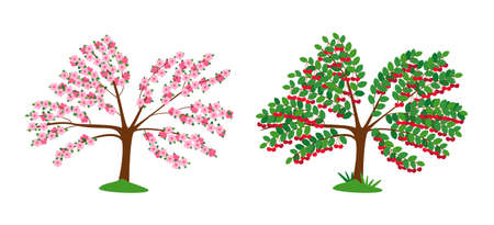 Cherry tree in blossom and with ripe berries isolated on white. The tree is strewn with pink flowers. wine-colored berries on tree branches. Flat vector illustration.のイラスト素材
