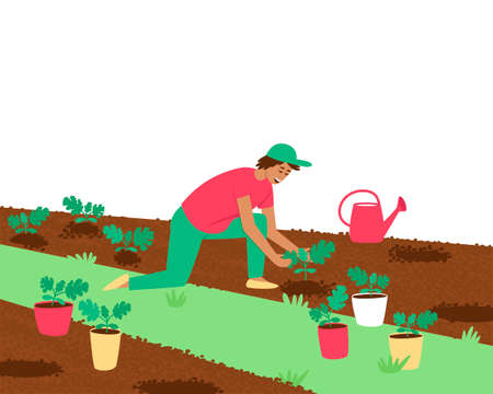 A farmer man is planting watermelon sprouts. A man holds a small seedling in his hand. Planting and watering plants. Vector flat cartoon illustration.のイラスト素材