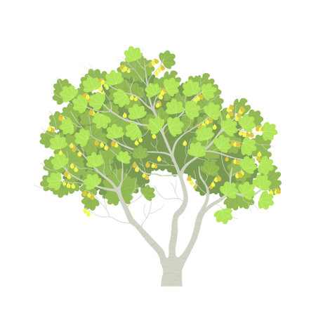 Fig tree isolated on white background. Juicy fig harvest. Fruits on tree branches. Flat vector illustration.のイラスト素材