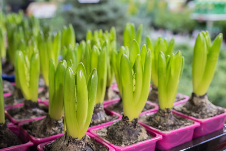 pots with Hyacinth in the shop