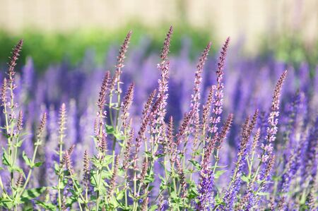 Close-up of lavender bloom in a fieldの写真素材