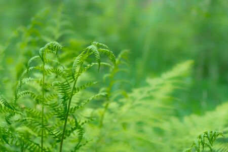Fresh fern leaf green closeup natural floral background.の写真素材