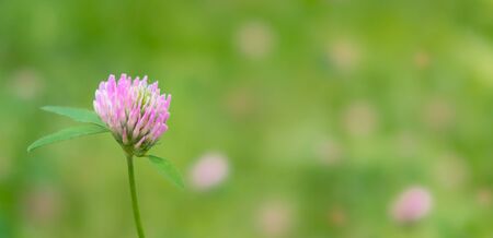 Wildflowers background close-up selective focus copy space.の写真素材