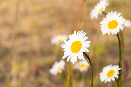 Camomile in the sun close-up selective focus copy space.の写真素材
