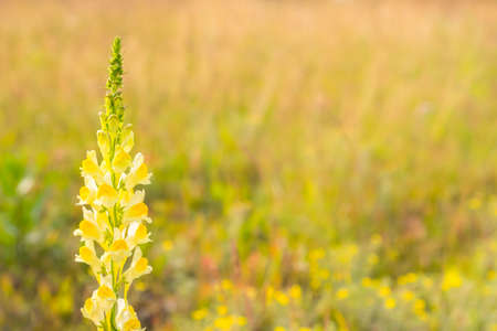 Wildflowers background close-up selective focus copy space.の写真素材