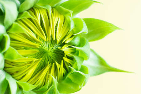 Closeup of beautiful sunflower bud on a yellow background. new life concept. copy spaceの写真素材