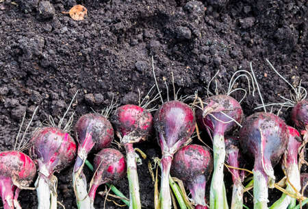 Drying purple onions in the garden. The harvest season of onions. Copy space and top view.の写真素材